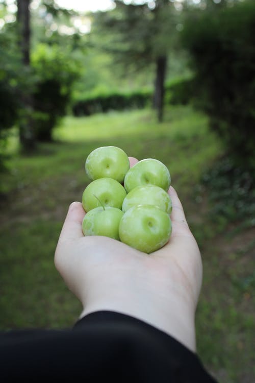 Person Holding Greengage Fruits