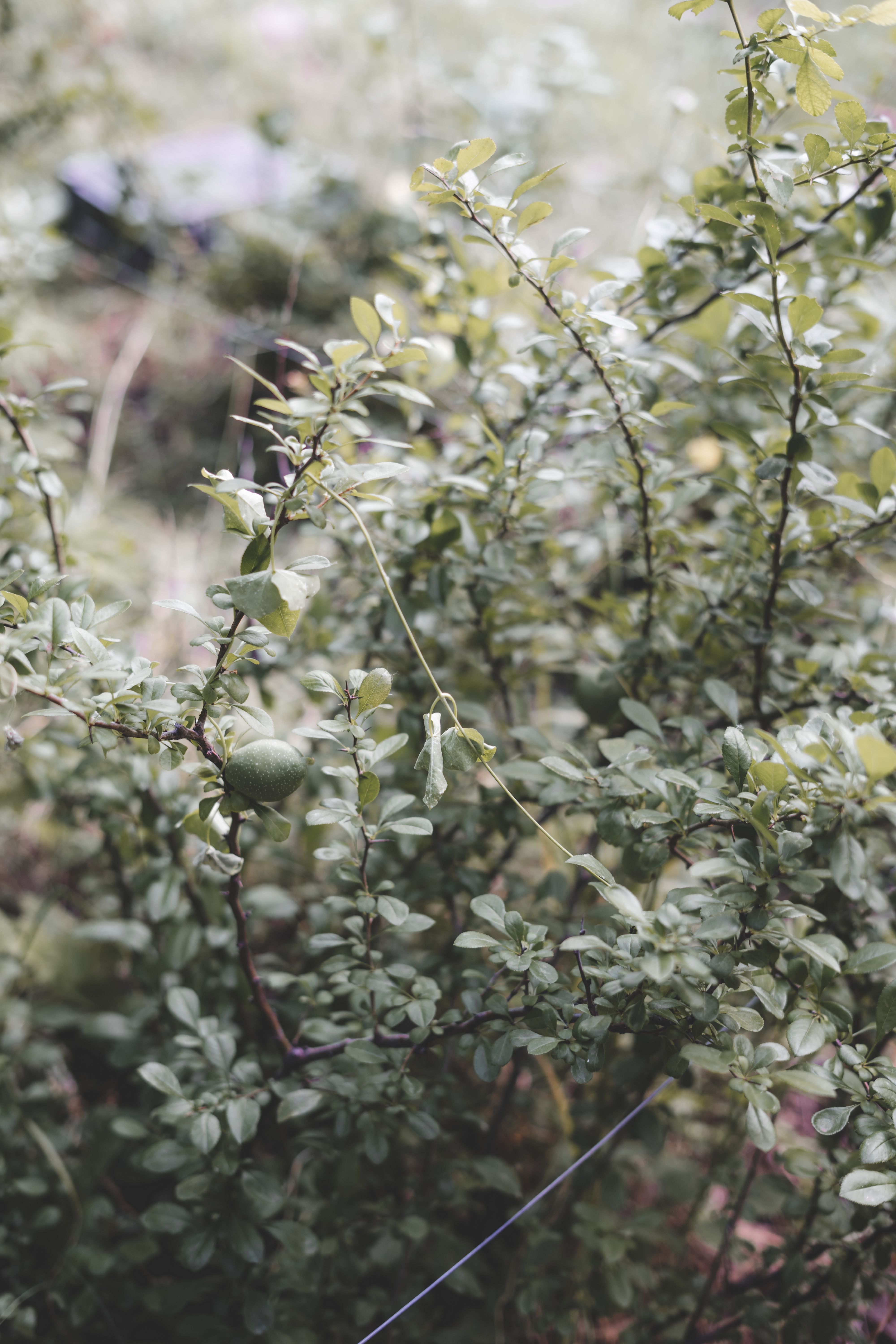 A detailed close-up of lush green foliage showcasing intricate leaf patterns.