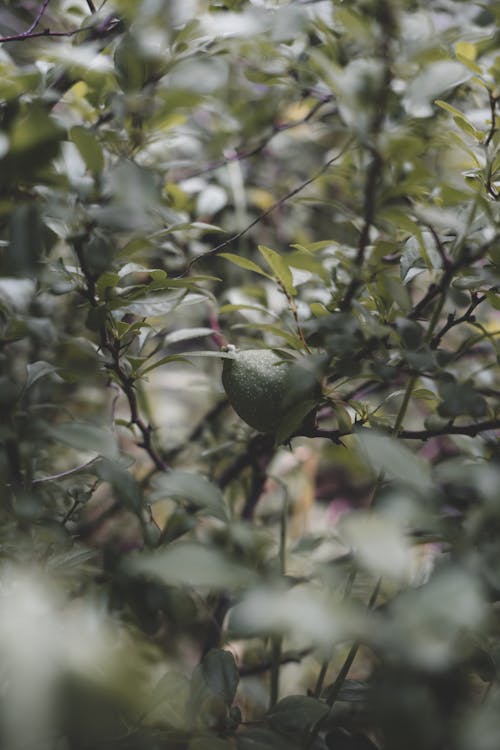 Green Fruit on a Plant