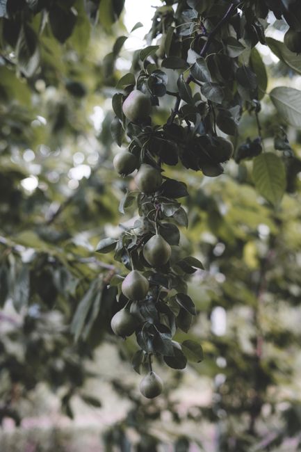 Close-up of unripe pears on a branch with lush green leaves in a natural setting.