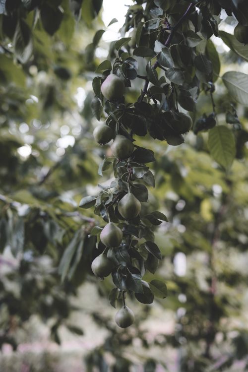 Free Close-up of unripe pears on a branch with lush green leaves in a natural setting. Stock Photo