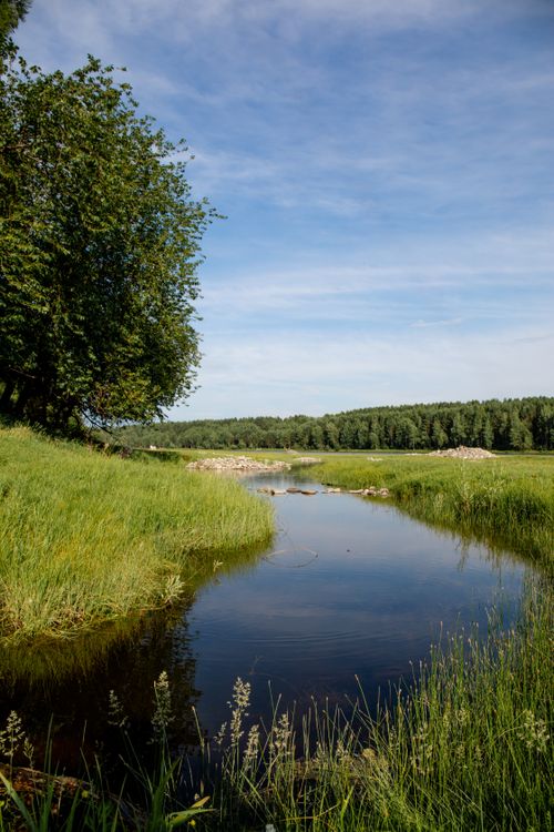 Free A peaceful stream flows through a lush green forest under a clear blue sky. Stock Photo