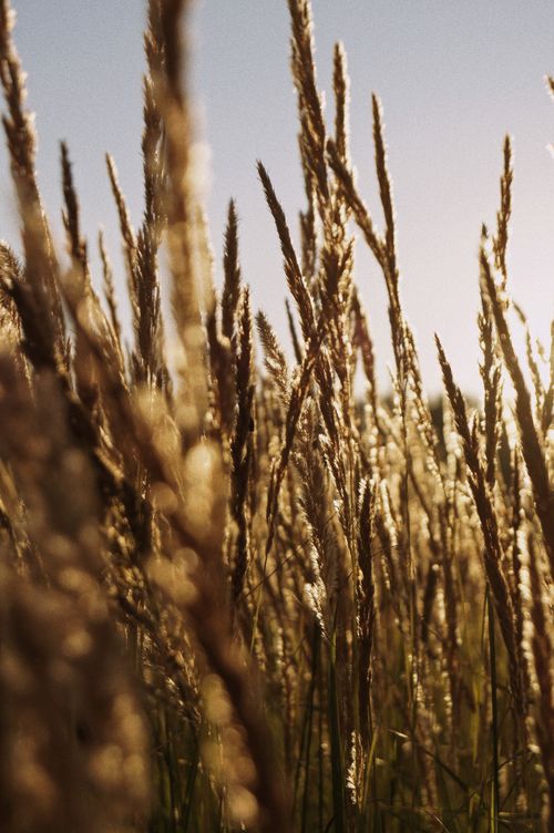 Free Close-up of golden wheat field illuminated by a warm sunrise, capturing the essence of nature's serenity. Stock Photo