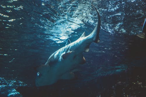 Kostenloses Stock Foto zu beleuchtung, blaue wasser, blaues wasser