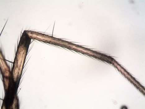 Detailed macro image of a spider's leg showing fine hairs and textures.