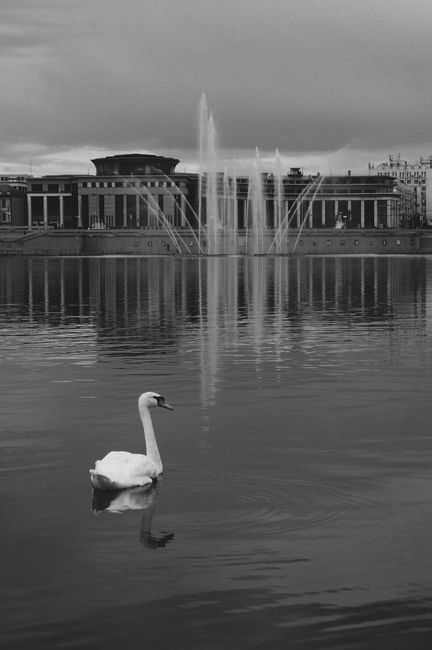 A lone swan swims in a tranquil lake with an elegant fountain backdrop, captured in monochrome.