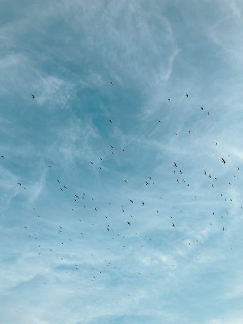 birds_flying, 一群鳥, 垂直拍摄 的 免费素材图片