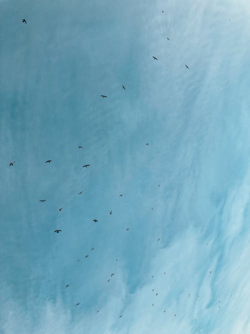 Birds in Blue Sky