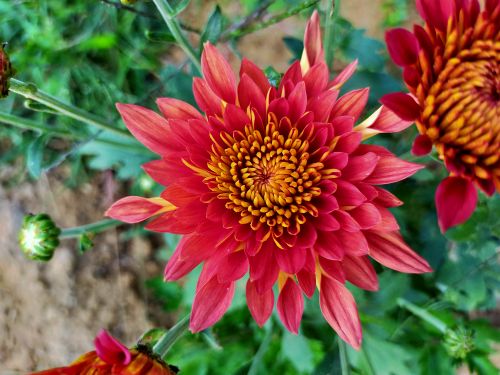 Free Vibrant pink and red dahlia flowers in full bloom in an outdoor garden setting. Stock Photo