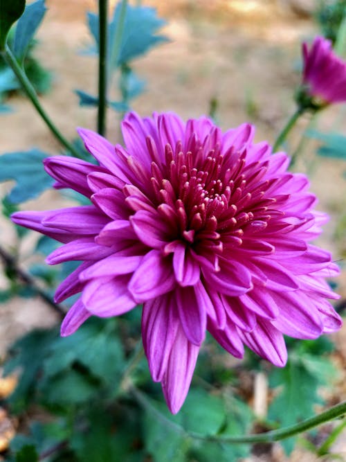 Close-Up Shot of Purple Chrysanthemum in Bloom