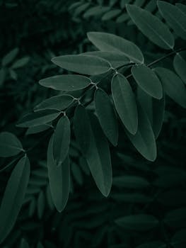 Close-up shot of lush green leaves showcasing nature's intricate details and textures.