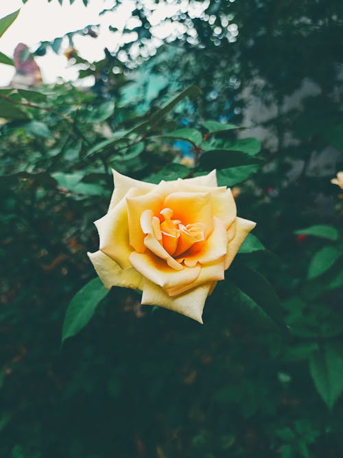 Yellow Rose in Bloom