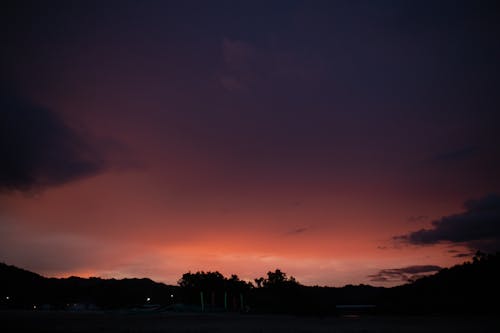 Silhouette of Trees during Sunset