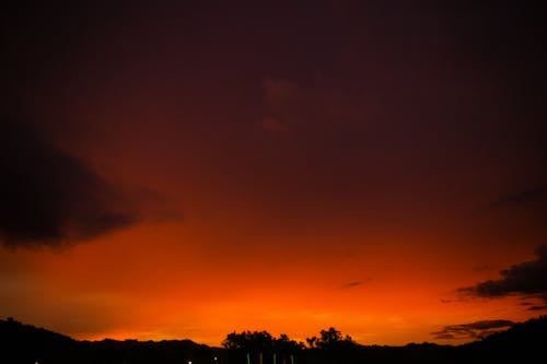 Silhouette of Trees during Sunset