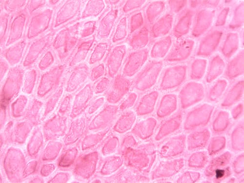 Imagine de stoc gratuită din biologie, celulă, microscop