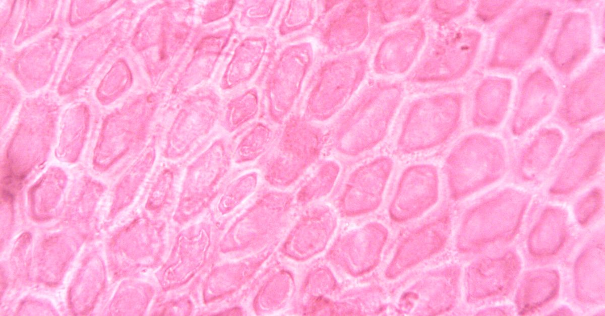 close-up microscopic view of colorful microplastic fibers against a human tissue background
