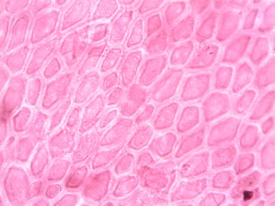 Scientists Partially Reverse Epigenetic Aging in Human Cells, Offering Rejuvenation Insights