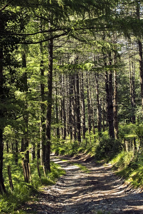 A Dirt Road in the Forest 