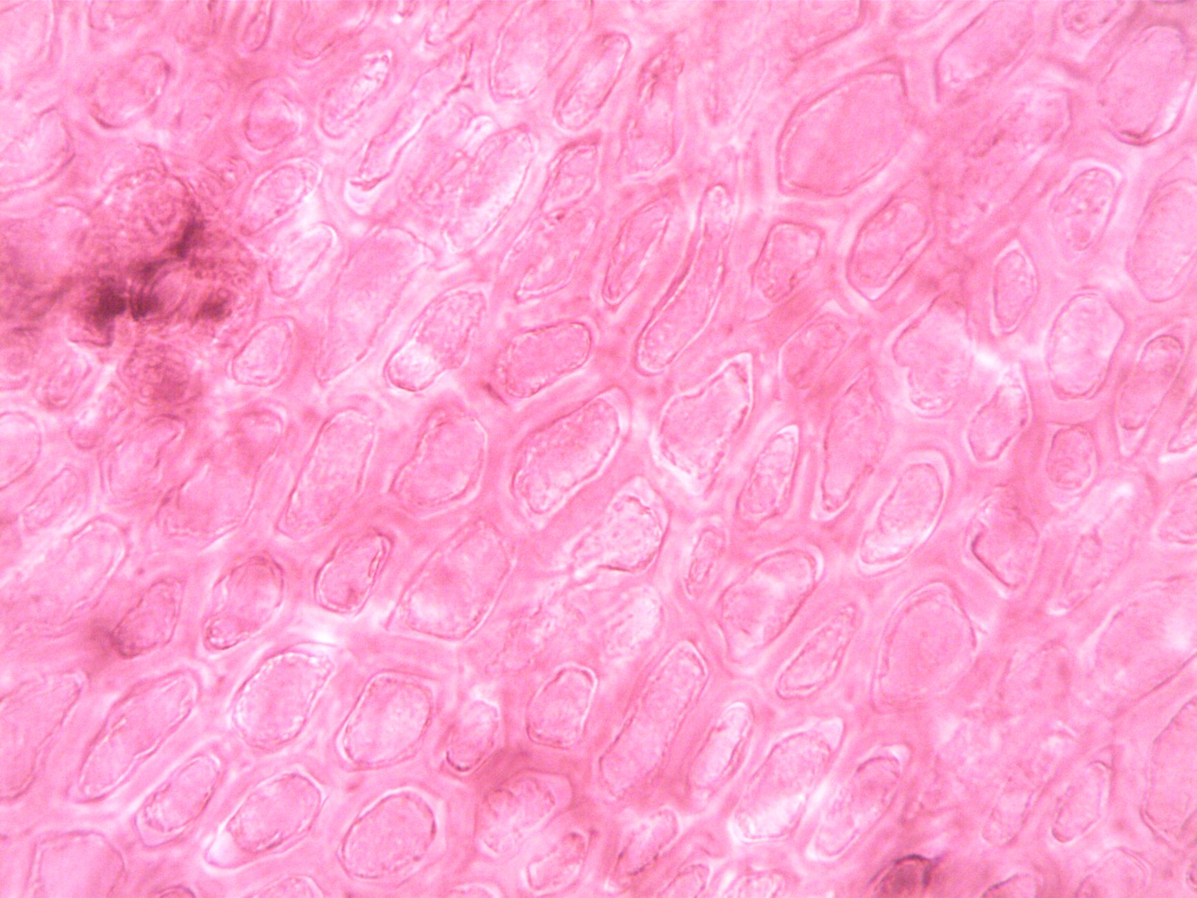 A vibrant and abstract close-up of plant cell structures under a microscope.