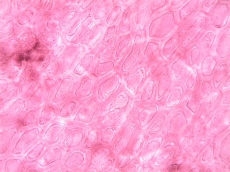 A vibrant and abstract close-up of plant cell structures under a microscope.