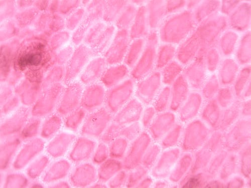 Pink and White Surface