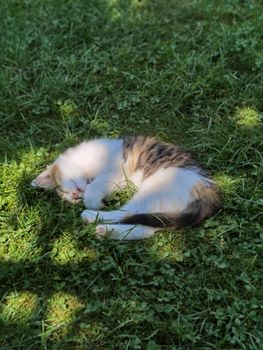 A cute kitten peacefully sleeping on lush green grass in the sunlight.