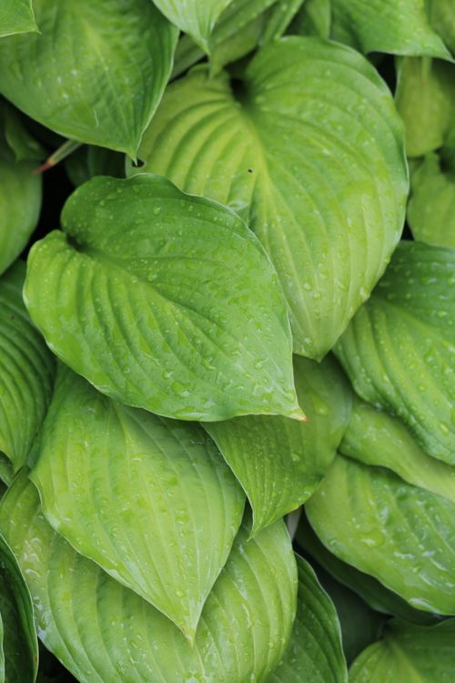 Free A detailed close-up of fresh green hosta leaves covered with dew drops, highlighting nature's freshness. Stock Photo