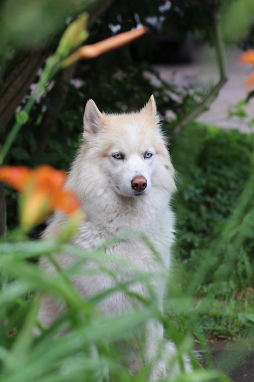 Безкоштовне стокове фото на тему «білий собака, вертикальні постріл, домашня тварина»