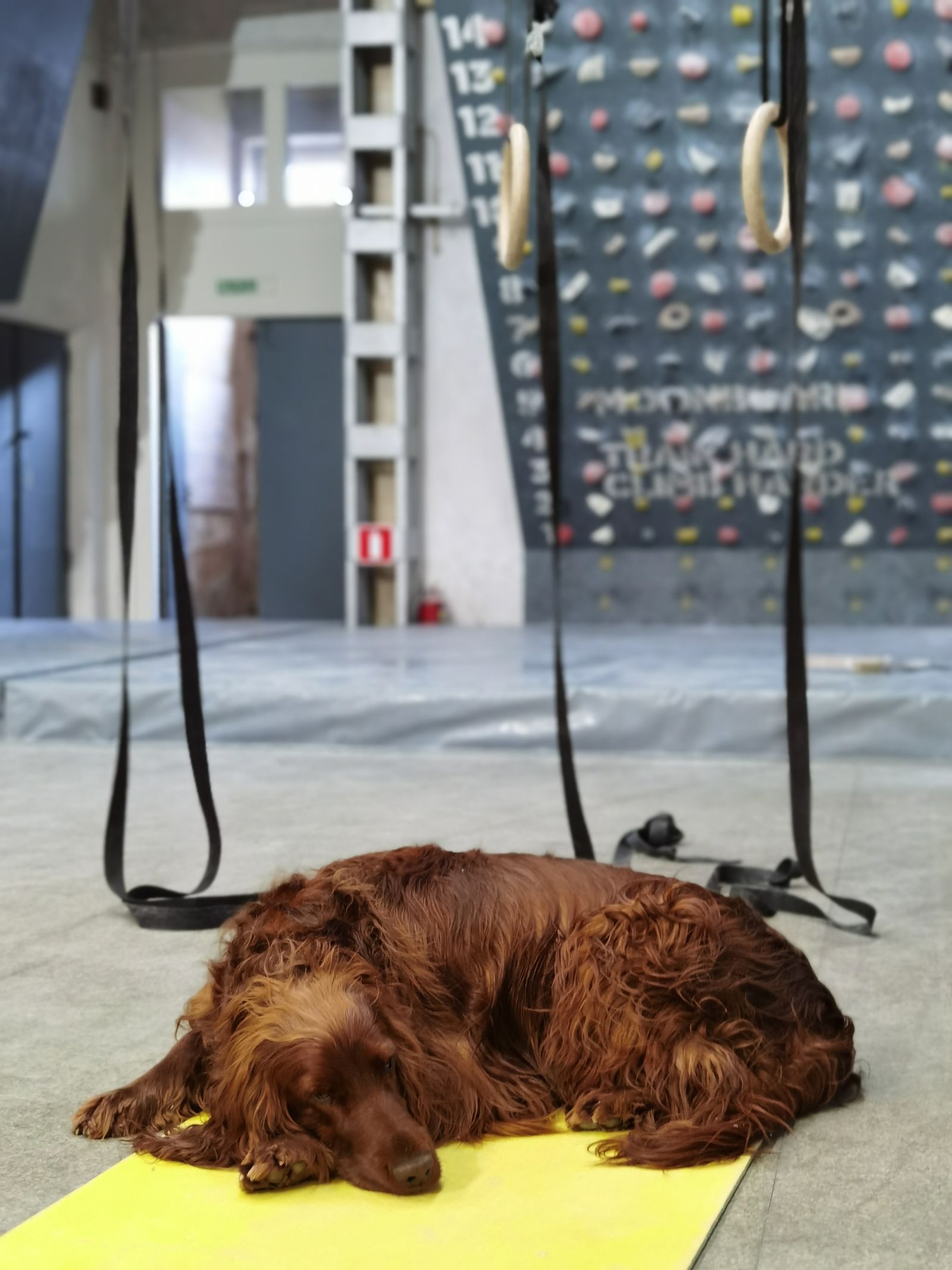 Adult Sussex Spaniel resting indoors, photo on Pexels