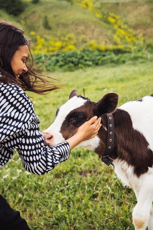 Free A Woman Petting a Calf Stock Photo