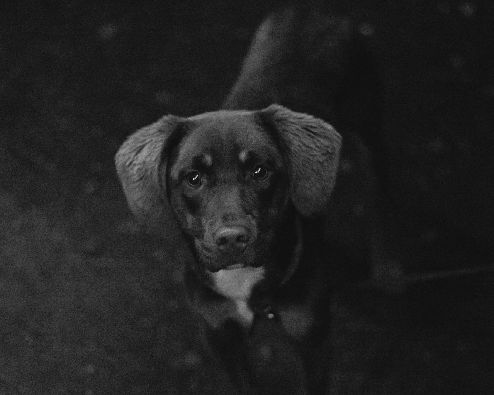 Veterinary care for a dog