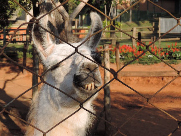 Llama Behind Mesh Fence