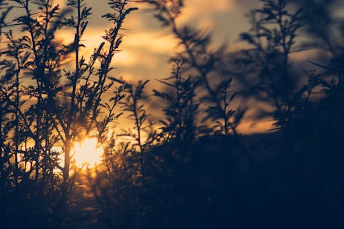 gratis Silhouet Van Plant Tijdens Zonsondergang Stockfoto