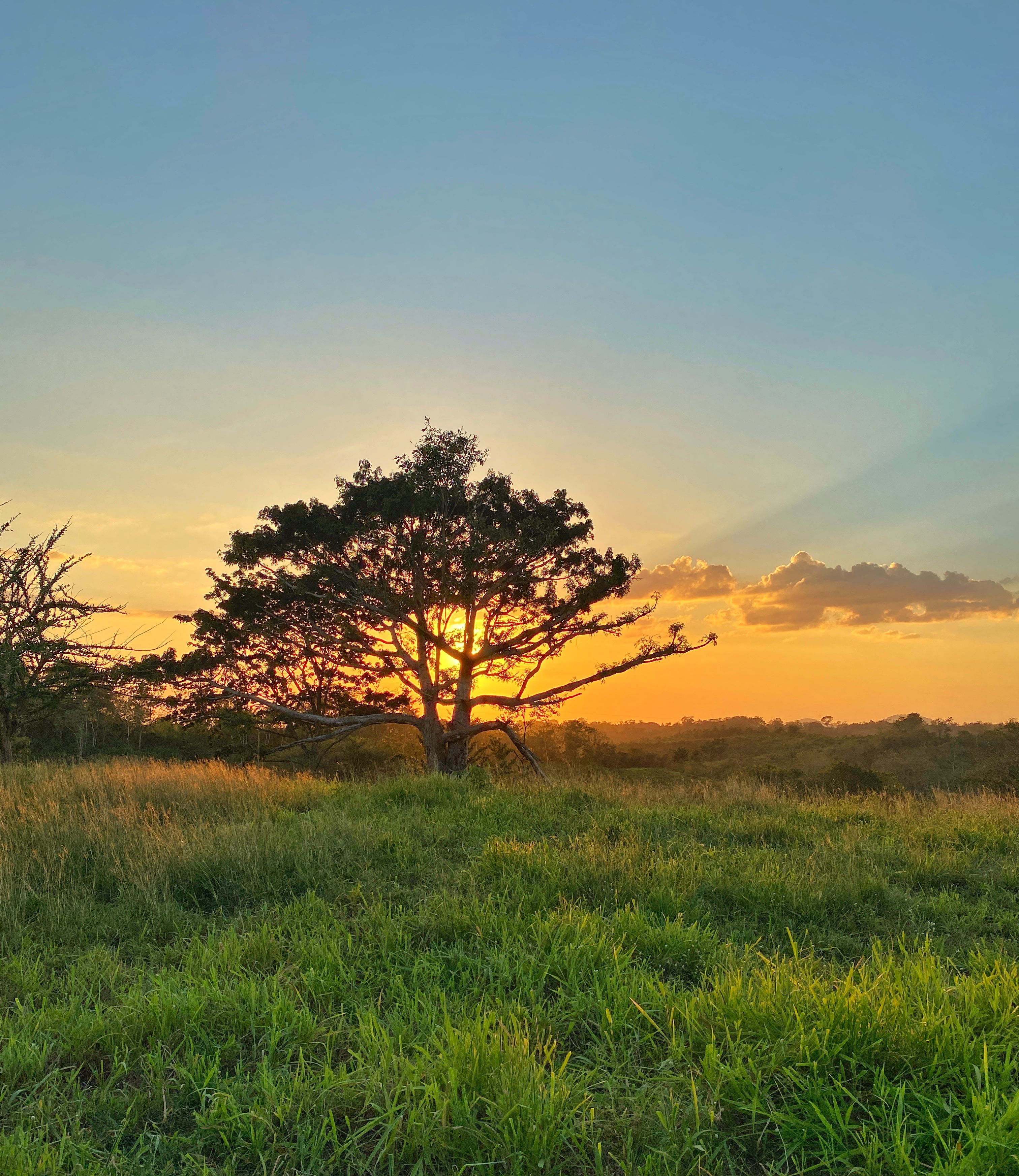 Green Grass Field With Trees during Sunset · Free Stock Photo