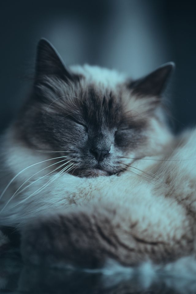 A serene older cat at rest, the peace this page exists to protect