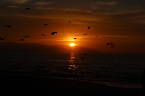 Silhouette of Birds Flying over the Sea during Sunset