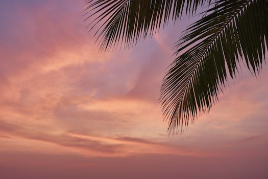A breathtaking view of a Maldivian sunset with palm leaves silhouetted against a colorful sky.