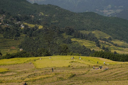 Foto stok gratis agrikultura, bekerja, lahan pertanian