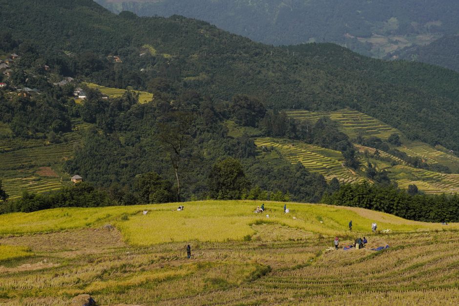 Farmers working in vibrant rice terraces in a lush green valley with mountains in the background.