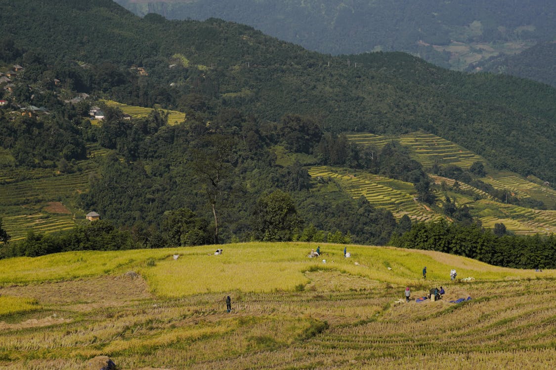 Foto profissional grátis de agricultura, colinas, montanhas
