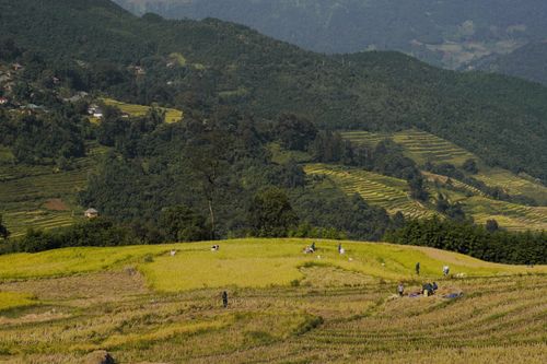Free Farmers working in vibrant rice terraces in a lush green valley with mountains in the background. Stock Photo