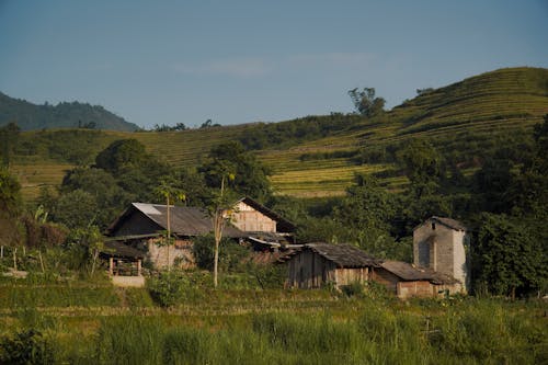 คลังภาพถ่ายฟรี ของ การเกษตร, ชนบท, นา