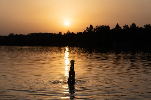 Free Silhouette of a Person Diving in the Water Stock Photo