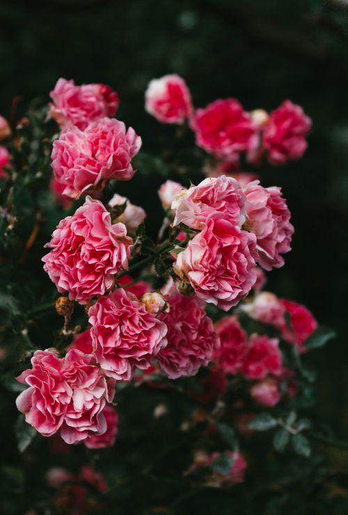 Free Vibrant pink garden roses flourishing in natural light, showcasing their lush petals. Stock Photo