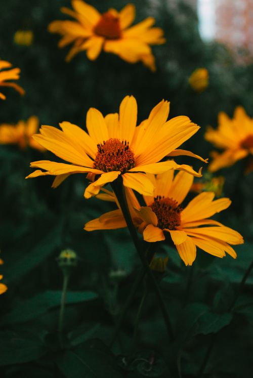 Free Close-up of bright yellow daisies in full bloom outdoors, capturing nature's beauty. Stock Photo