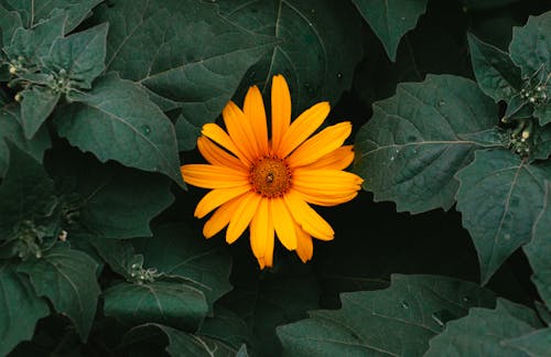 假向日葵, 微妙, 植物群 的 免费素材图片