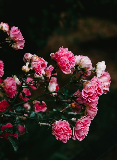 Free Close-up of pink roses blooming against dark, muted foliage. Elegant and vibrant floral composition. Stock Photo