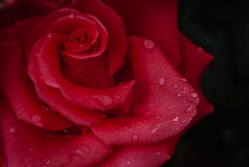 Free A stunning macro shot of a red rose with water droplets, emphasizing its beauty and texture. Stock Photo