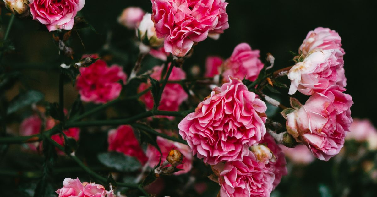 Gen Roses Close-up Photo of Garden Roses · Free Stock Photo
