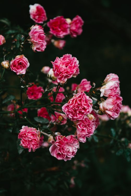 Gen Roses Close-up Photo of Garden Roses · Free Stock Photo